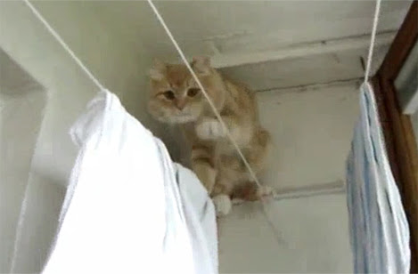 Video : ねこと洗濯ロープ