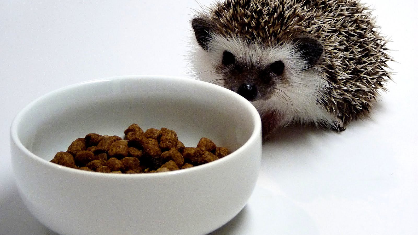 Best Cat Food For Hedgehog Cat Choices