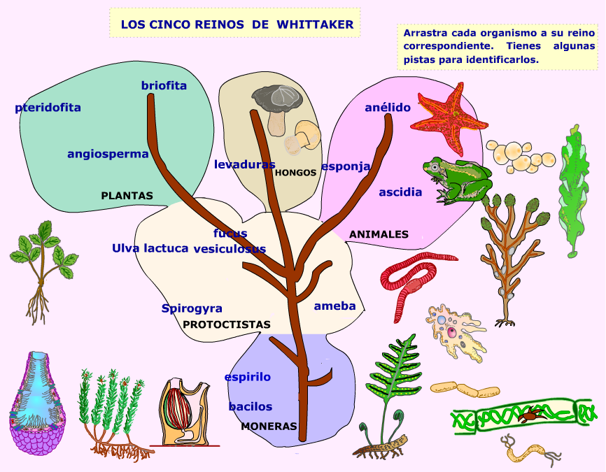 Los Reinos Presentes En La Naturaleza Los Reinos Y Dominios Por 0 The