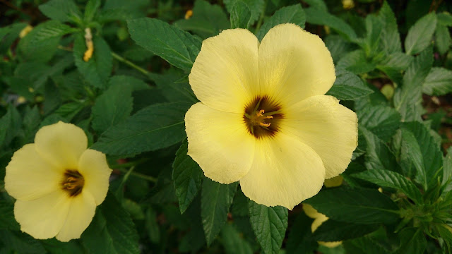 Bunga Pukul Delapan (Turnera ulmifolia L.)