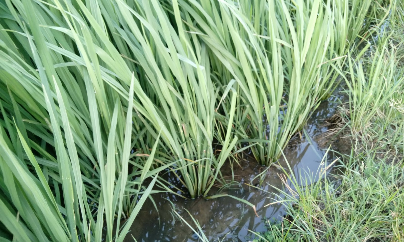 SIMPLY BUSINESS STAND ASIDE HYBRID RICE, HERE COMES OPEN POLLINATED