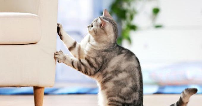 Ciri Ciri Kucing Cacingan Dan Mengatasinya Menularkan Pada Manusia