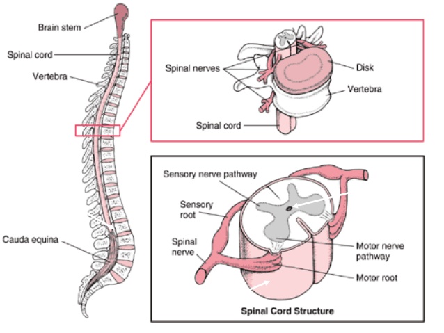 Hasil gambar untuk medula spinalis