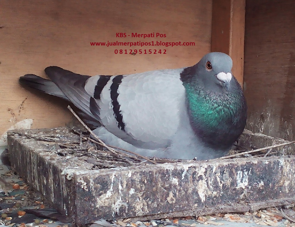 Merpati Pos Kebayoran Breeding Station Racing Pigeon Kbs Jual