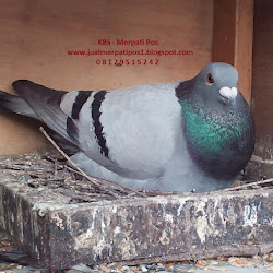 Harga Burung Merpati Blog Tentang Burung