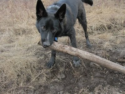 A picture of Andy the dog dragging a tree branch.