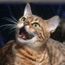 Mačka mijauče download besplatne slike pozadine za mobitele