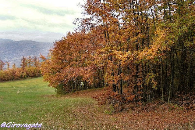 foliage autunno casentino