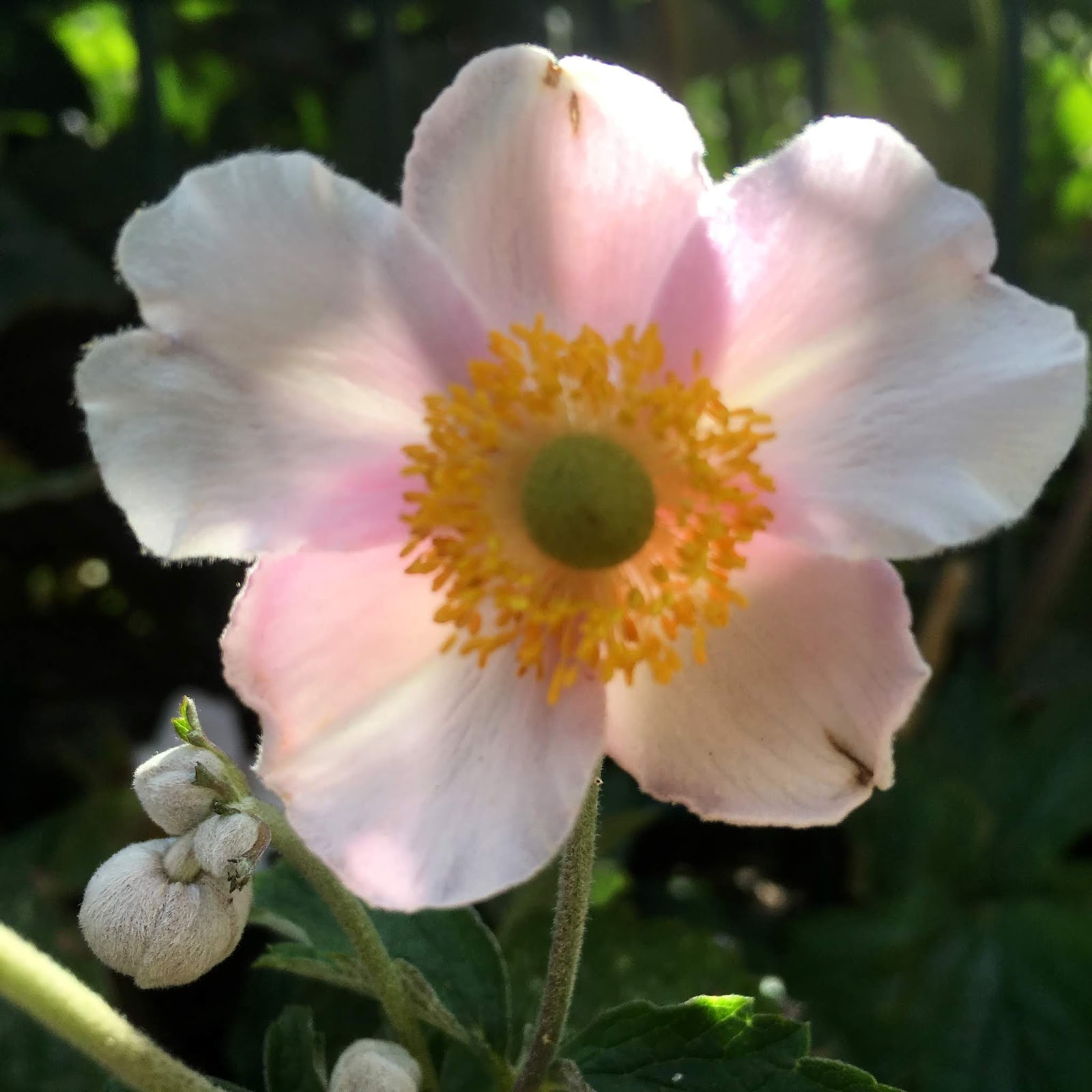 Pirandils Blog Gedicht Blume Im August