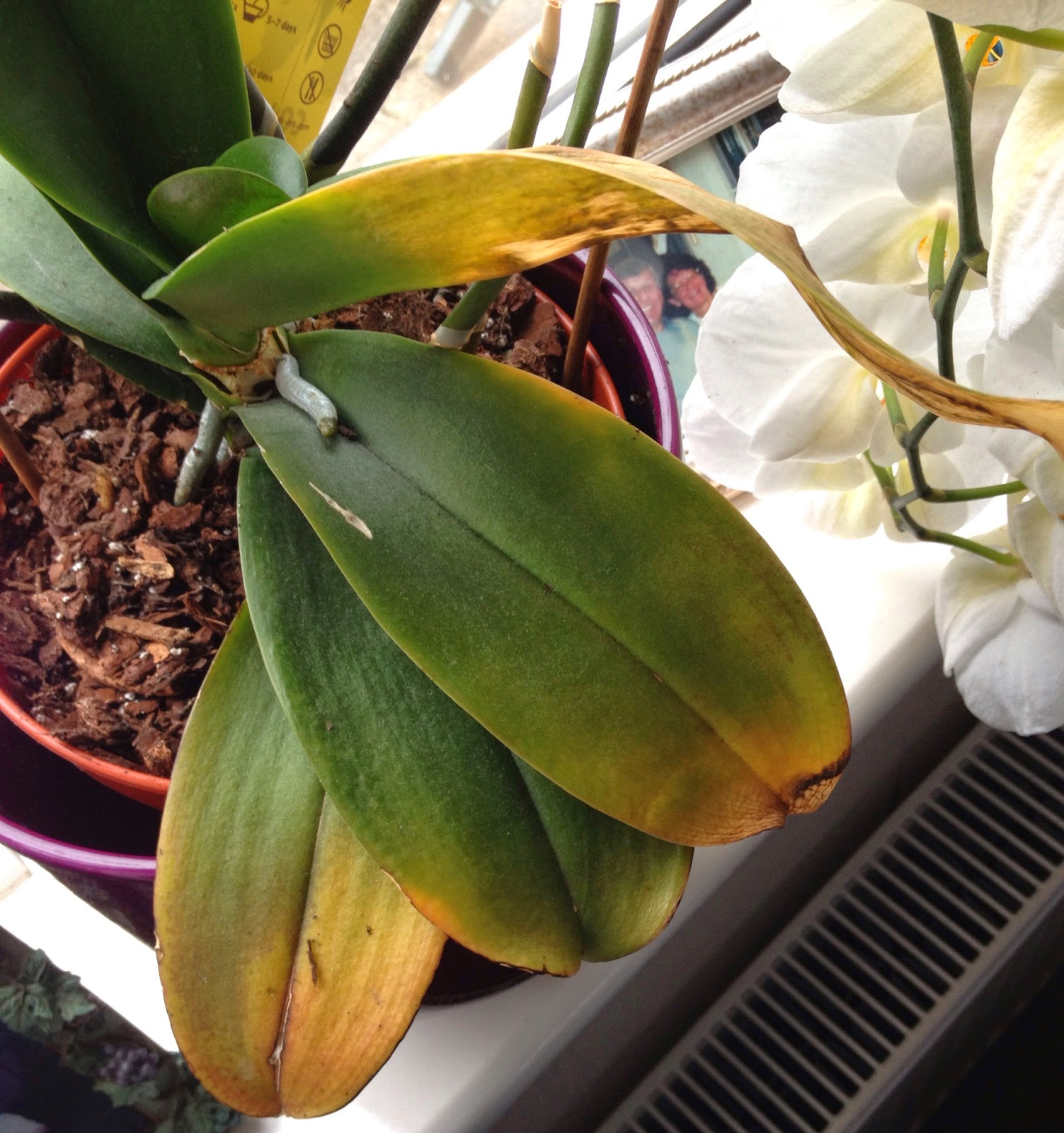 Paixão por orquídeas - Meu orquidário: Sua orquídea está com as folhas  amarelando? O que está acontecendo?
