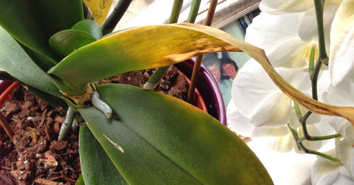 Paixão por orquídeas - Meu orquidário: Sua orquídea está com as folhas  amarelando? O que está acontecendo?