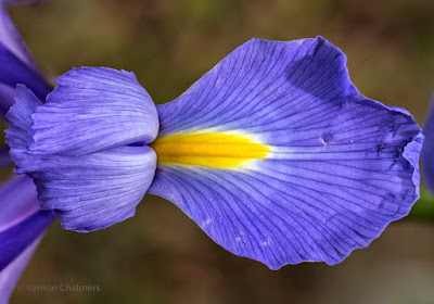 Blue Iris Flower Cape Town - Focal length: 171mm Av Mode: f/8 / ISO 100 Canon Extension Tube