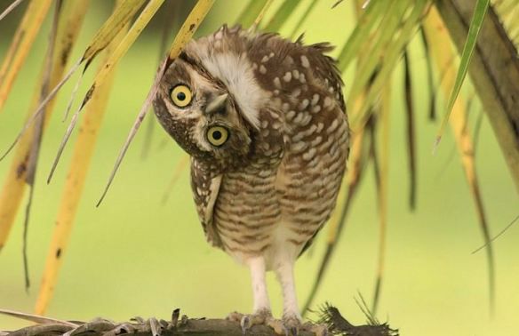 Ternyata Cara Mengatasi Burung Hantu Pada Rumah Walet Sangat Gampang Ilmuwalet Com Ternyata Cara Mengatasi Burung Hantu Pada Rumah Walet Sangat Gampang Ilmuwalet Com