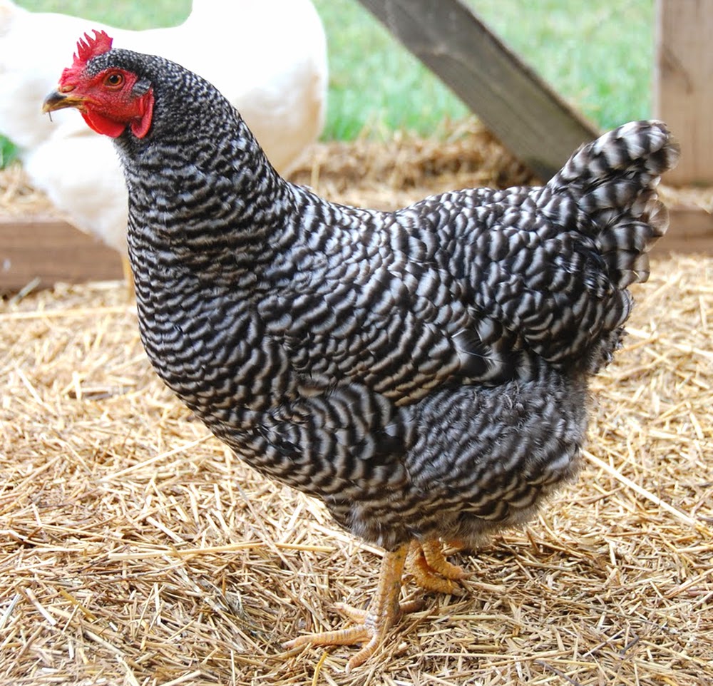 RoysFarm — Plymouth Rock Chicken