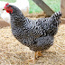 Egg Laying Chickens For Beginners
