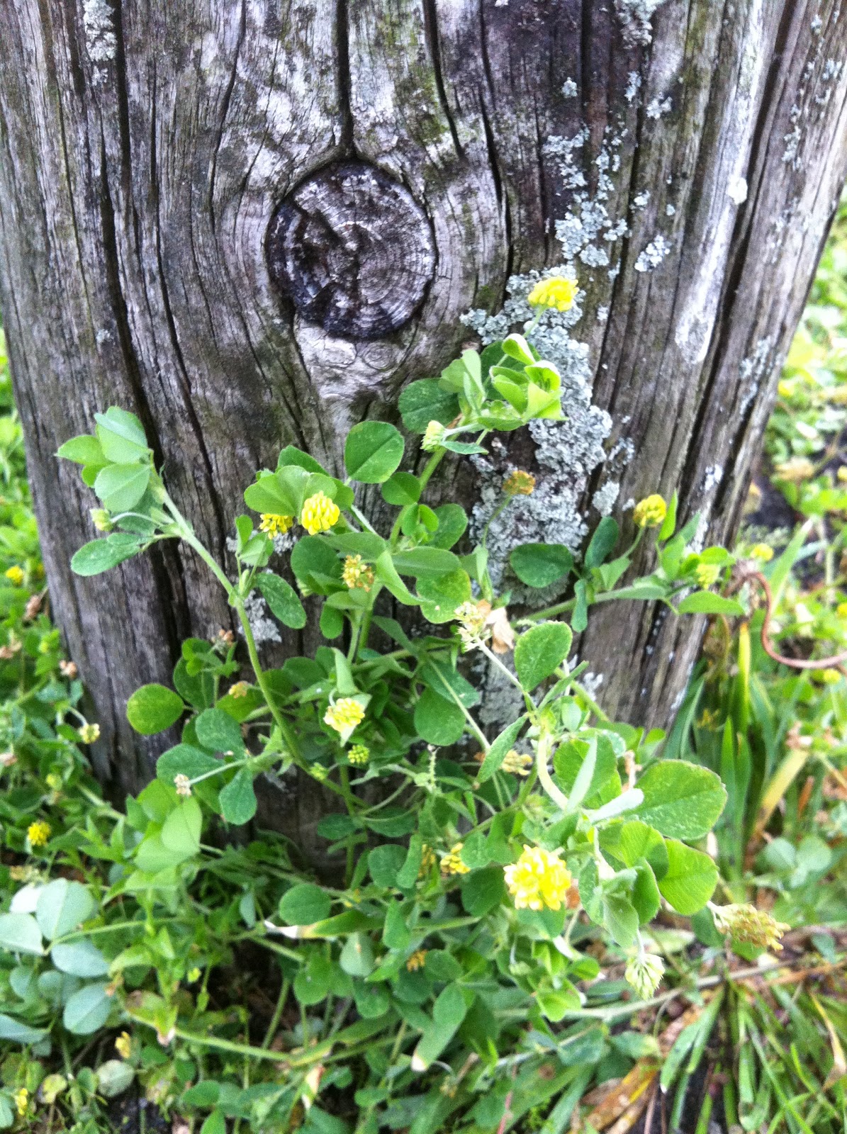 A Simmering Pot and a Mom Eat Your WeedsEdible and Medicinal Uses for