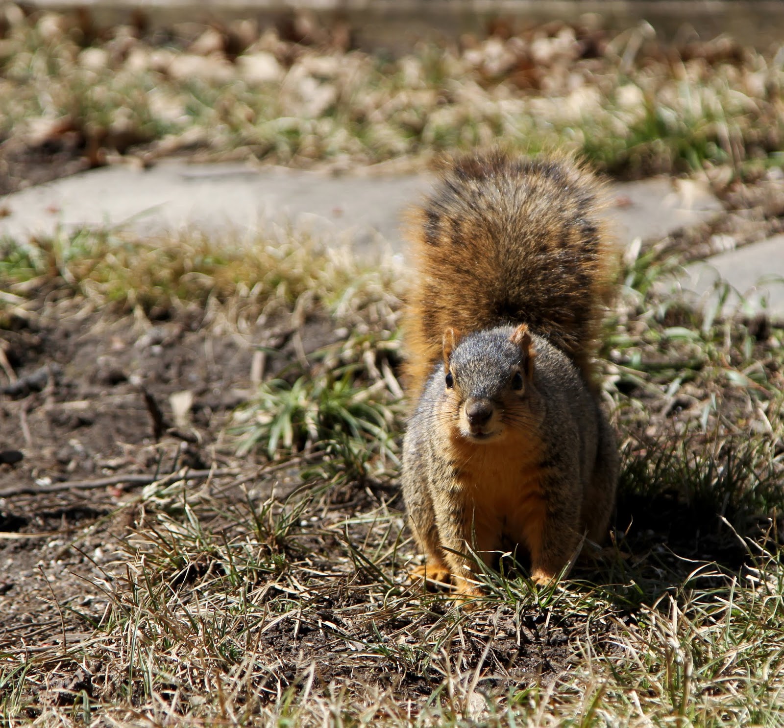 View From The Porch Squirrel!