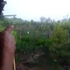 Warga Kerinci dihebohkan Video Harimau Berkeliaran di Ladang