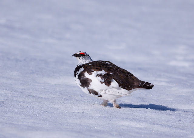 Ptarmigan - Cairngorms, Scotland