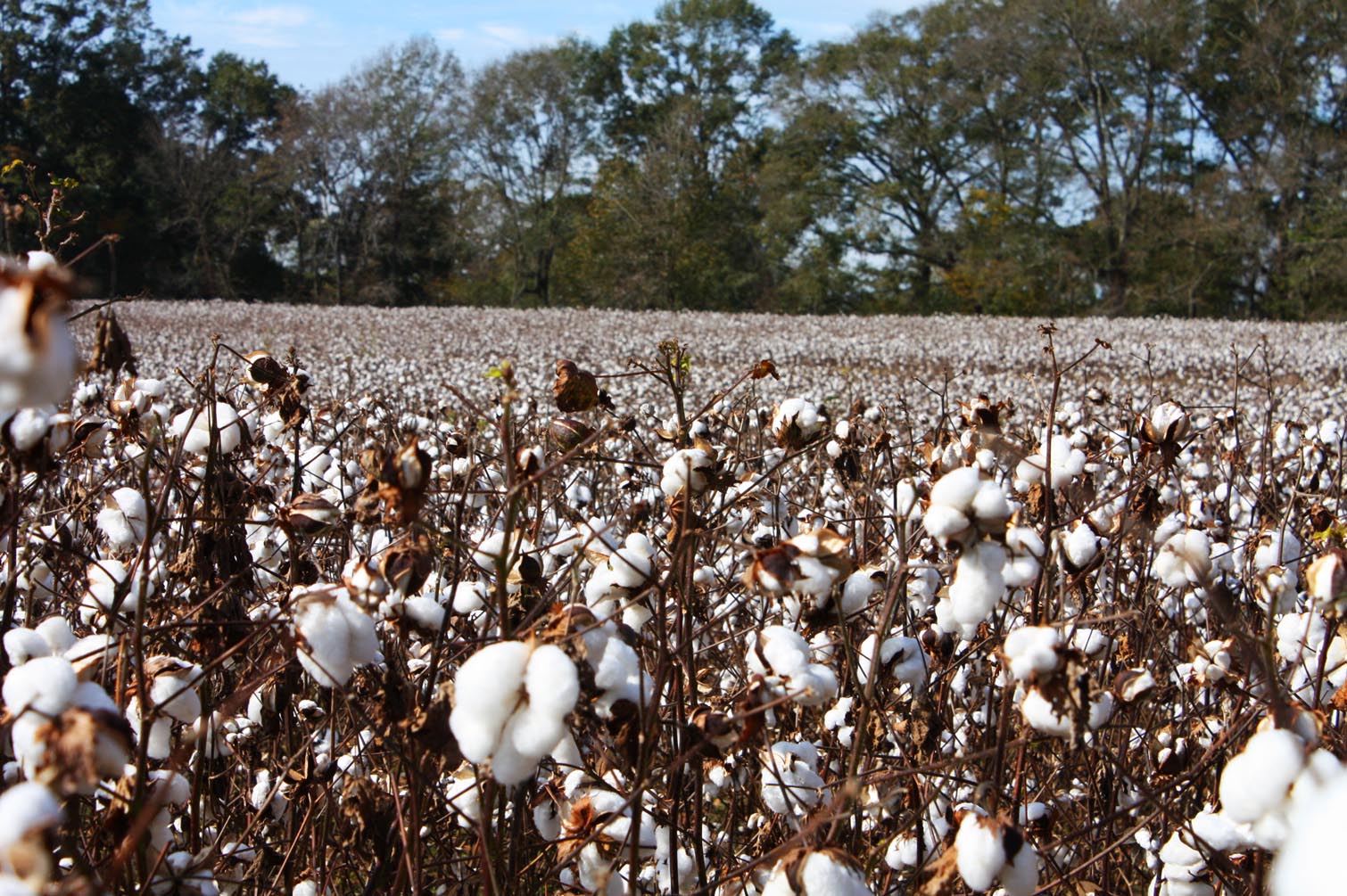 Southern Lagniappe In Search of a Cotton Patch