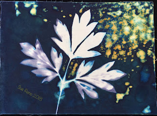 Wet cyanotype_Sue Reno_Image 367