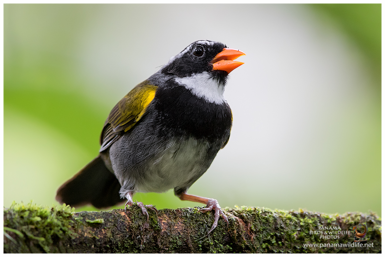 Birding Paradise the best place for Panama Birds & Wildlife Photos of