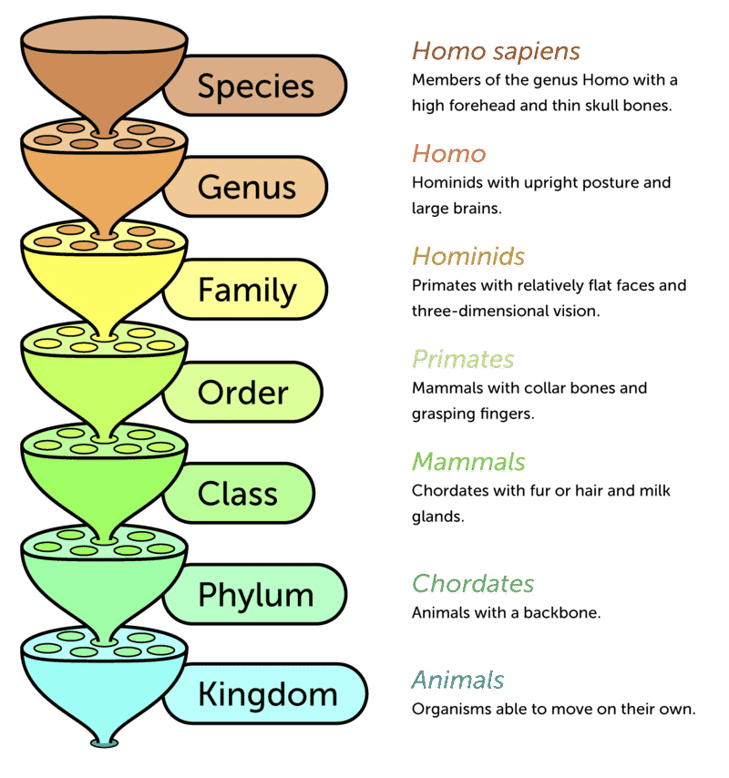 Cómo ordenar los animales la Clasificación Linneana