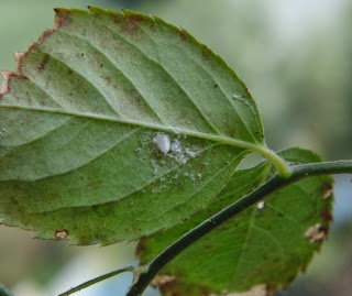 White fly seen under side of a rose leaf