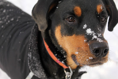 Rottweiler Sasha - Turtles and Tails blog