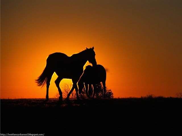 Horse at sunset