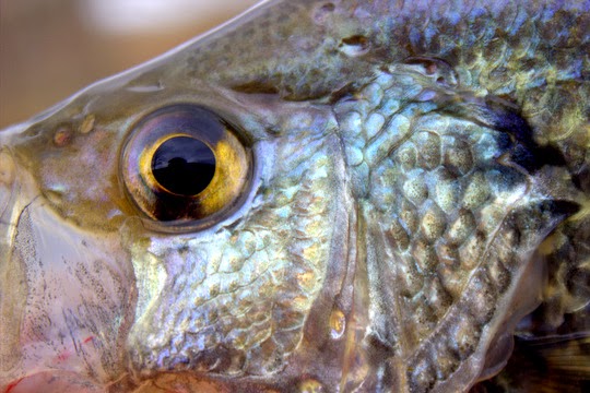 spring panfish crappie eye closeup