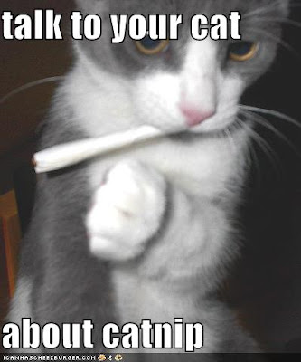 funny cat image - lolcat