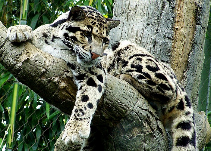 Clouded Leopards | The Life of Animals