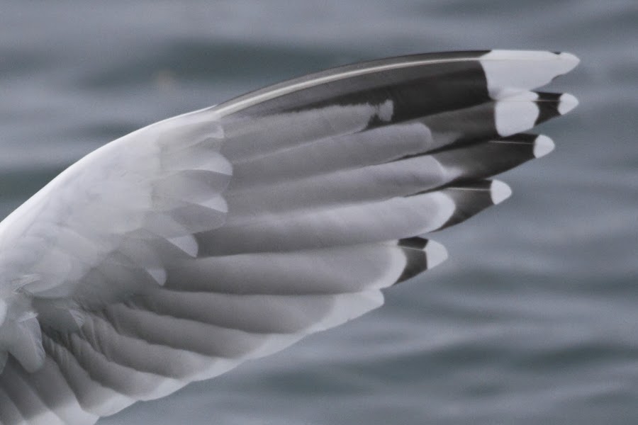 GullDK Herring Gull with a grey 'pseudomirror' on the underside of P10
