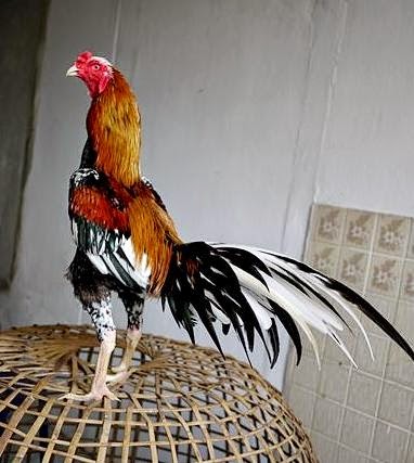  Harga Ayam Bangkok Terbaru Ayam Juara