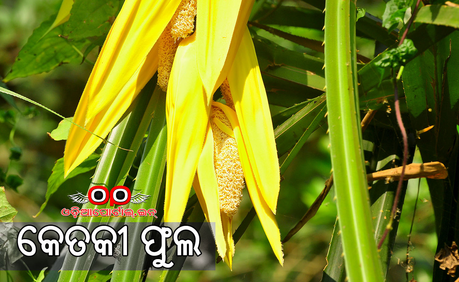 Maha Shivaratri (Jagara) How We Celebrate Jagara in Odisha