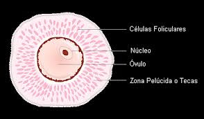 célula sexual femenina