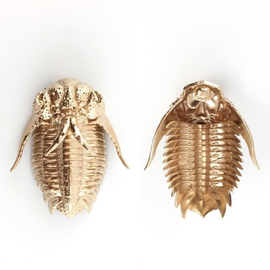 D. Allan Drummond arte ciência esculturas bronze modelos 3D trilobytes insetos