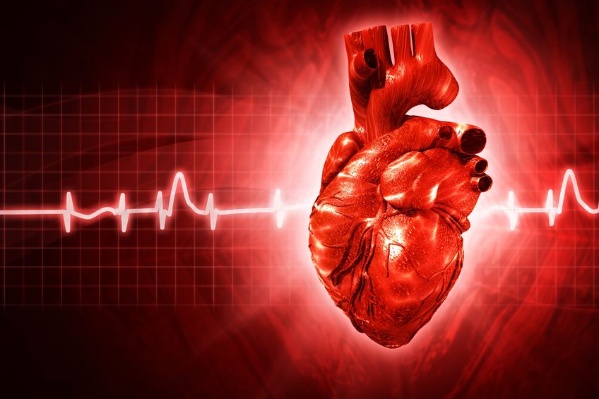 amazing and interesting facts about human heart unique world the human heart facts and how it works
