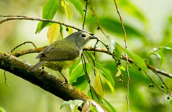 Kumpulan Jenis Burung Peor Yang Memiliki Suara Bervariasi Paling