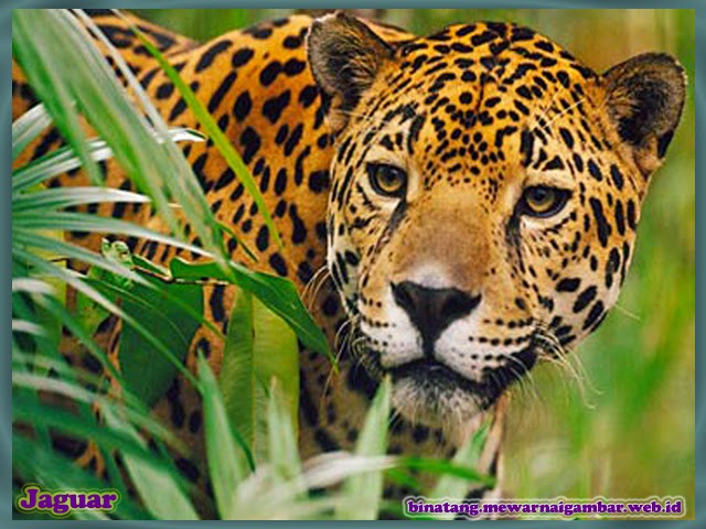 gambar jaguar