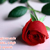 Quotes to impress girls around Rose day 2022 Special | Rose day 2022 quotes that will help to impress a girl 