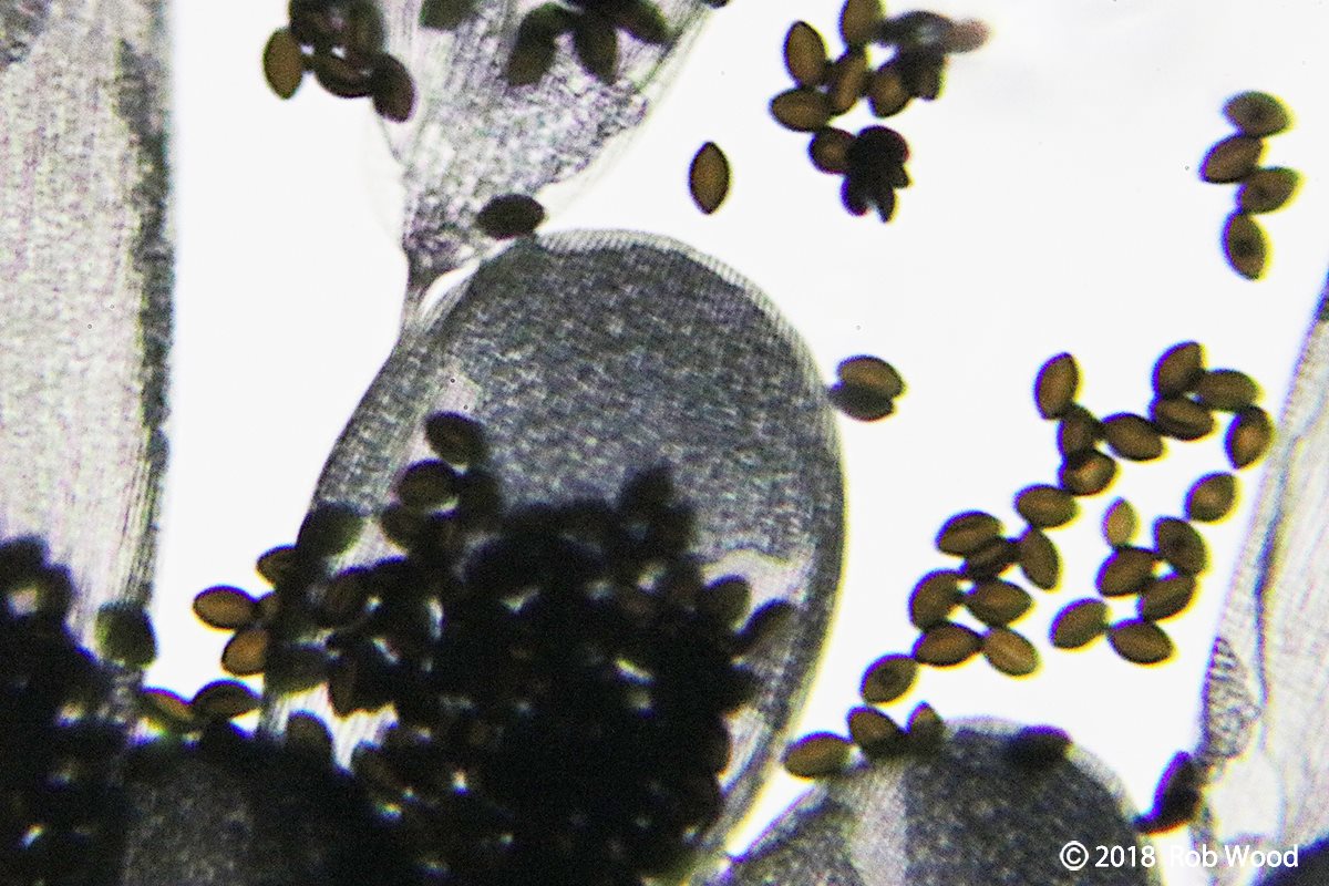 Darkejournal Com Lady Wave Seniors Graduate On The Softball Diamond