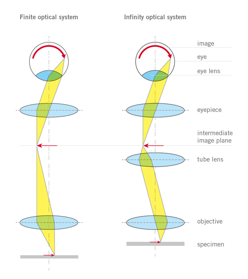 Motic Europe Blog Some ideas about the FIELD of VIEW