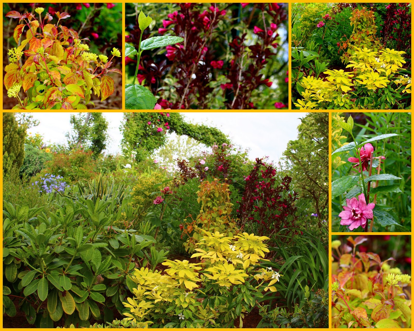 Weigela Wine And Roses Featuring New Plants Every Day