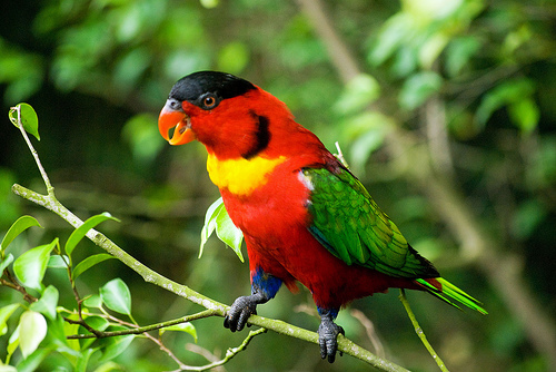 Yellow Bibbed Lory | The Life of Animals