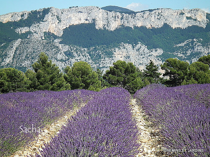 Chemins et jardins Champs de lavande Valensole à