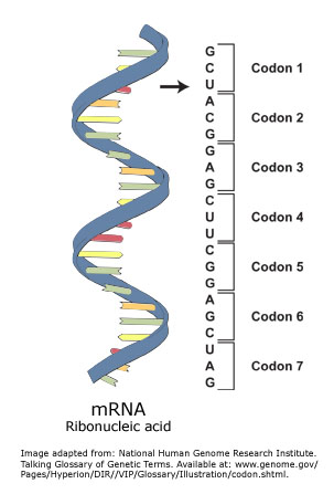 mrna trna between structure differences biology base molecule similarities