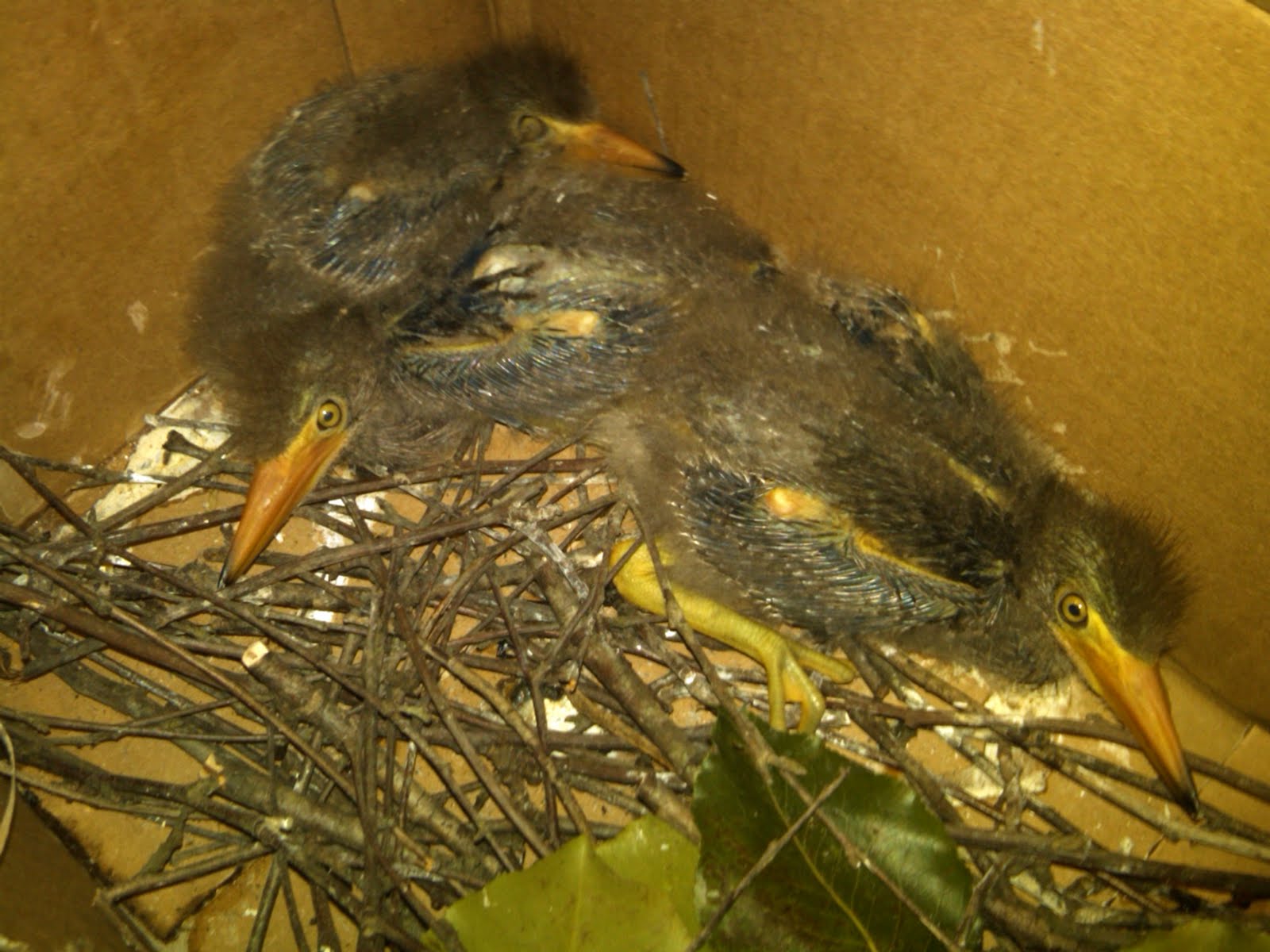 World Bird Sanctuary Helping Baby Birds