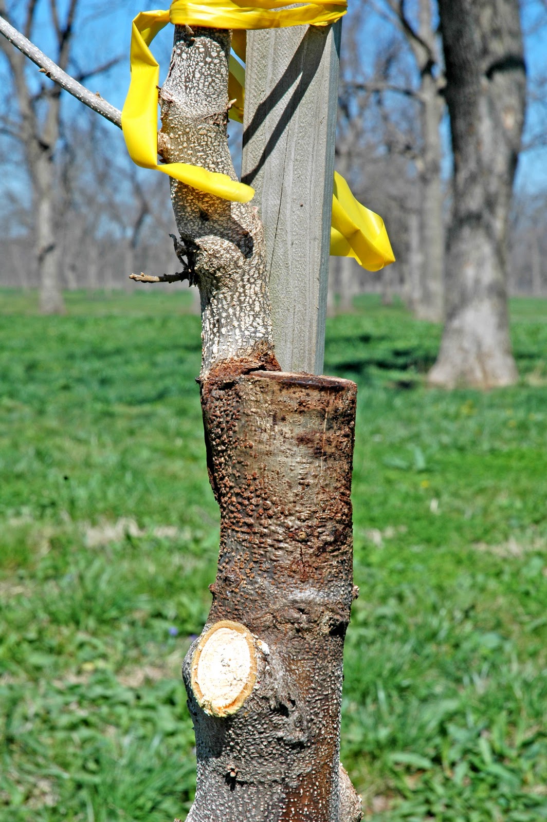 Northern Pecans Bark graft maintenance